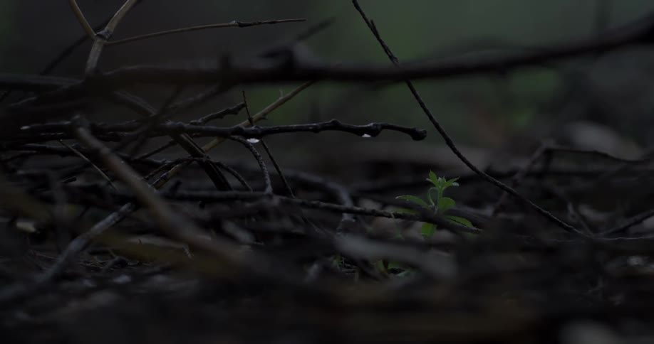 Dew is hanging off of a twig on the forest floor at dusk