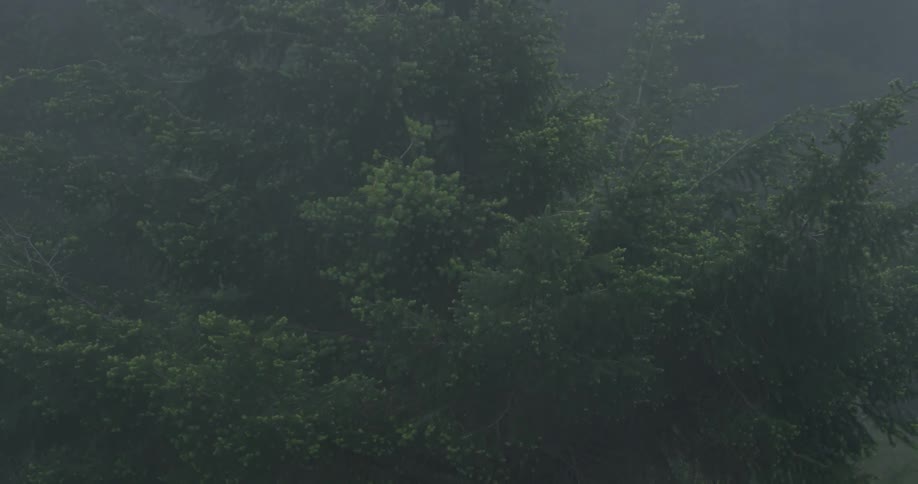 A foggy green forest