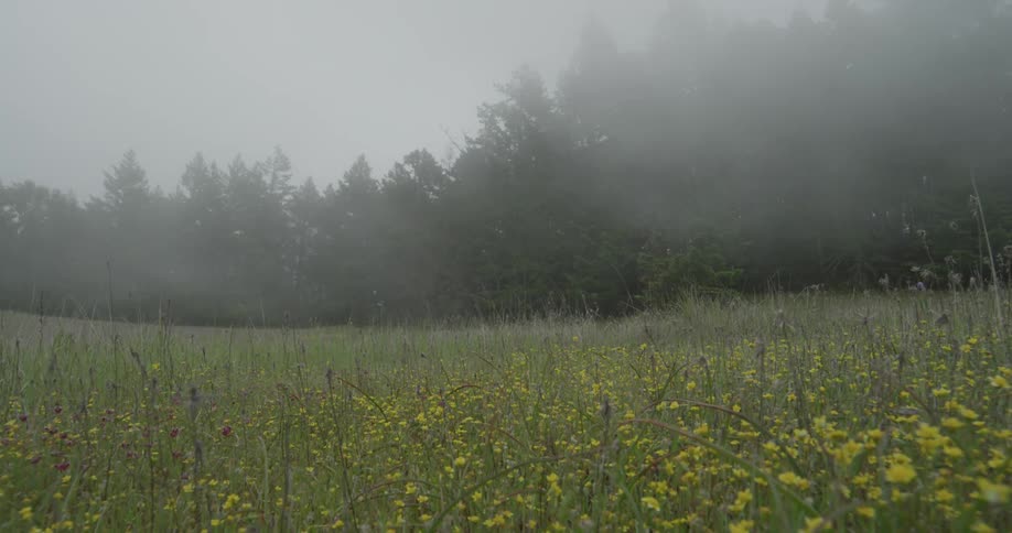 A foggy spring meadow