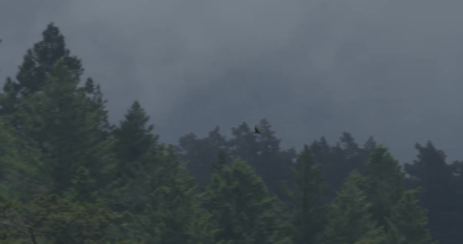 Birds are flying over the top of a forest