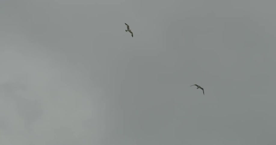 Seagulls flying through the air