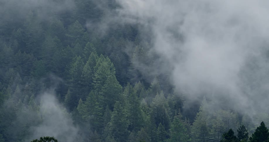 Clouds float quickly over a forest