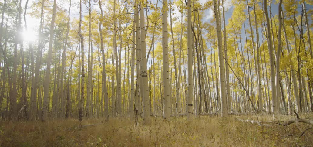 Birch trees with yellow leaves