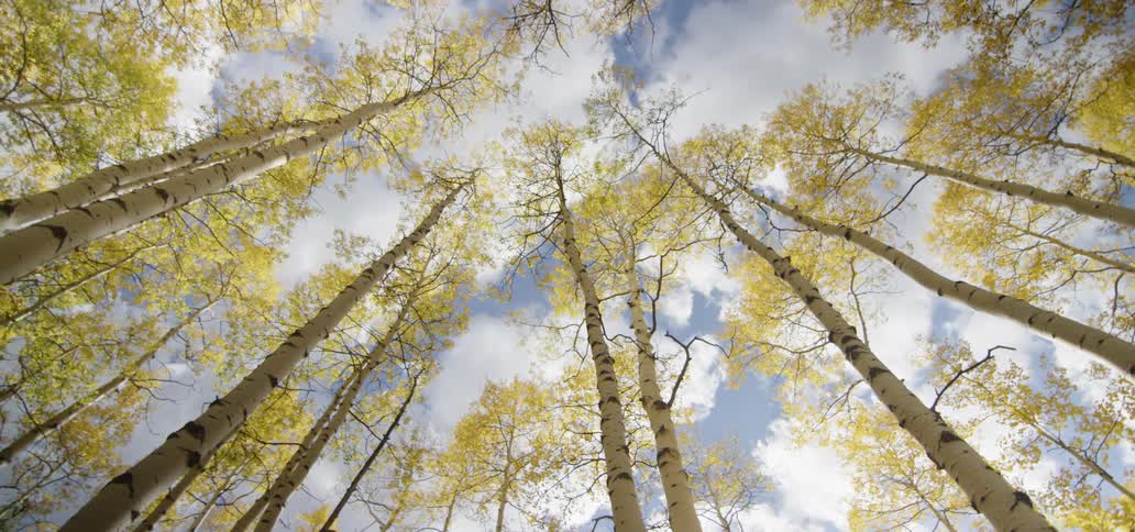 Aspen trees with fall leaves tower overhead