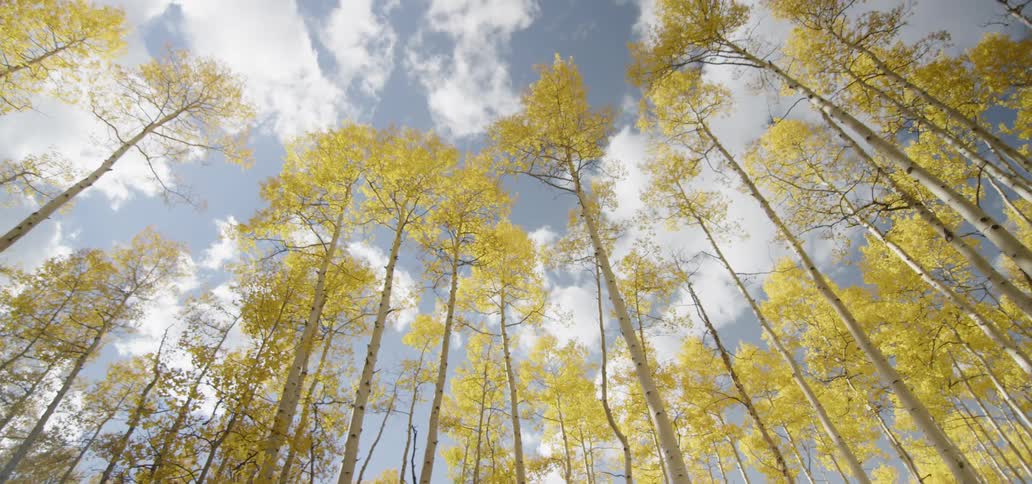Clouds are drifting over a stand of birch trees during the day