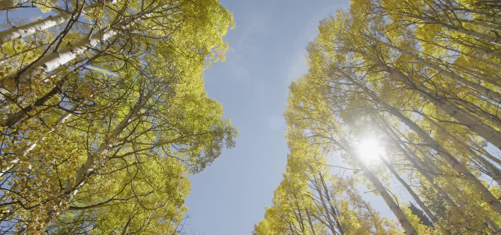 Looking up at the sky through the tall leafy trees