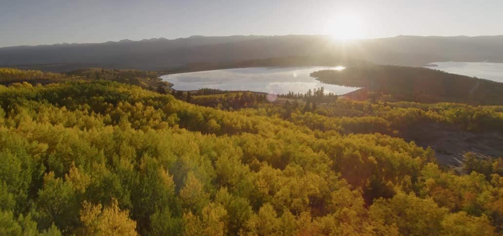 A drone is flying over a green forest