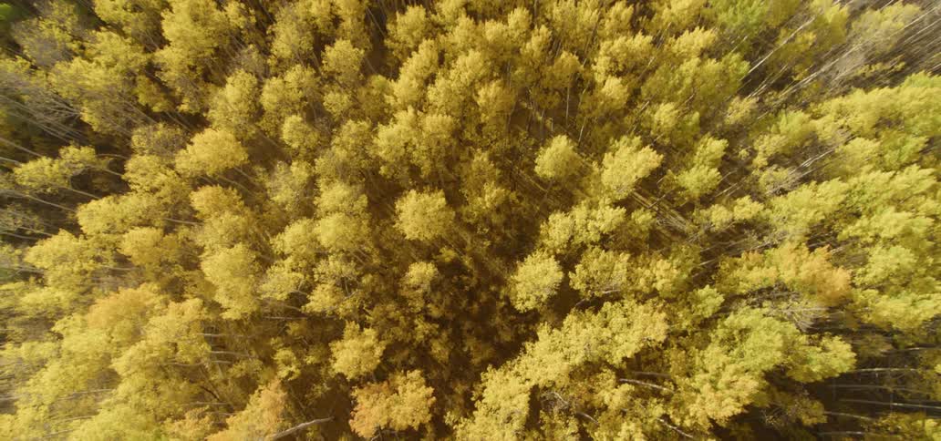 Drone is filming a forest straight down
