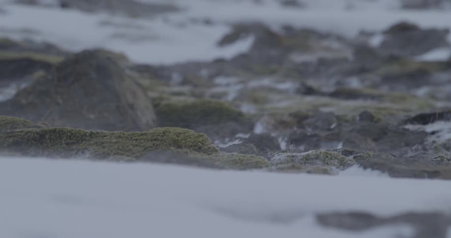 The wind blows snow over the terrain