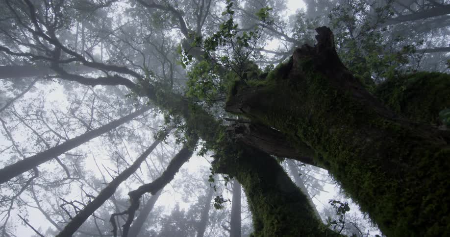 Moss covered trees reach high into the sky