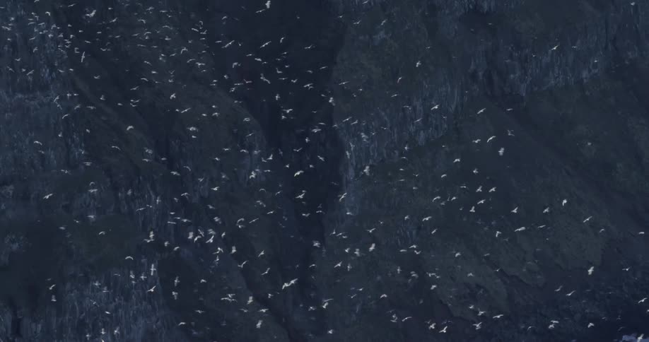Birds swarm near a rocky cliff