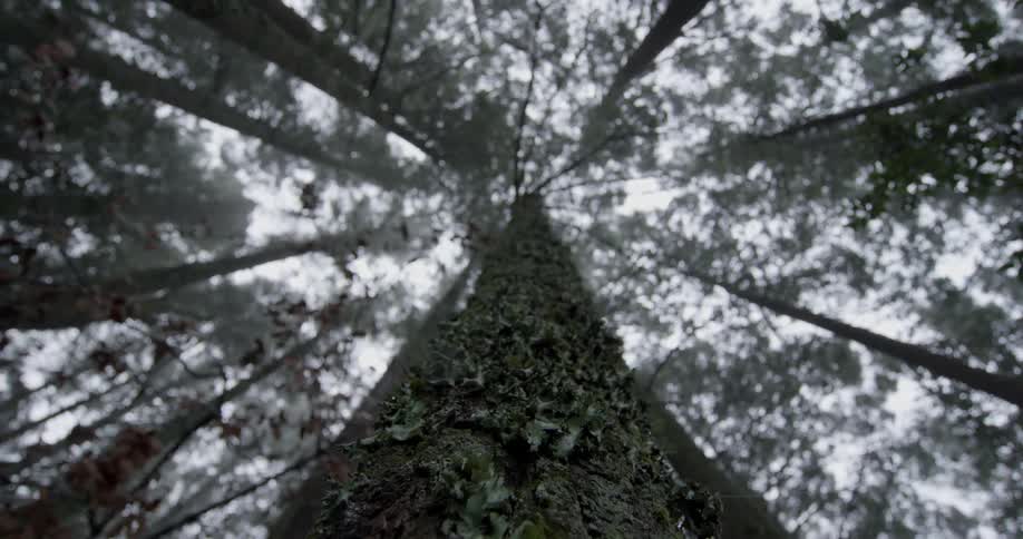 Looking straight up a tall tree in the forest