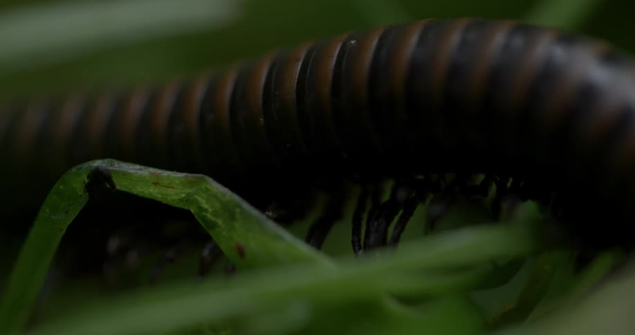 A large centipede is walking across some leaves