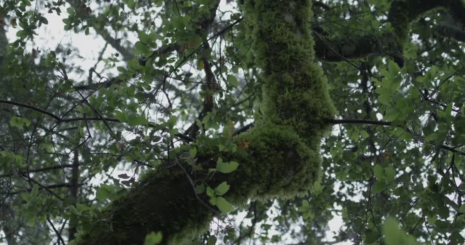 The wind is blowing the leaves on a tree during the day