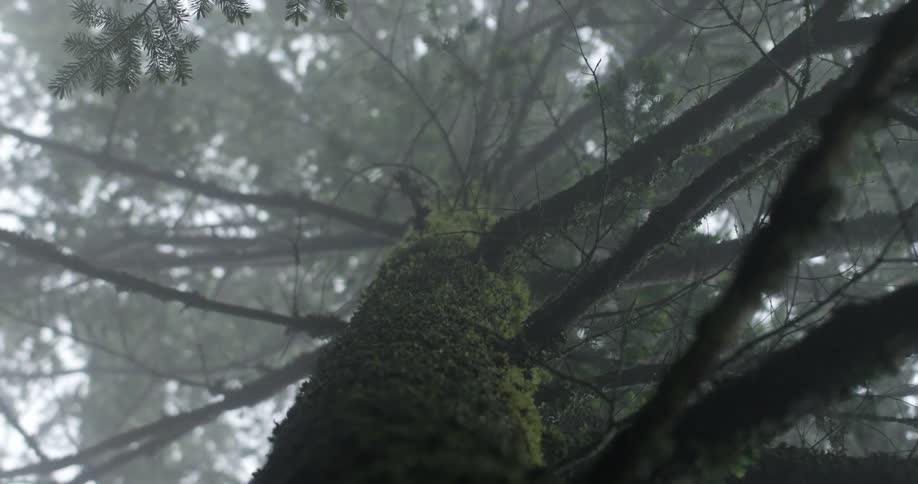 A moss covered tree in a forest