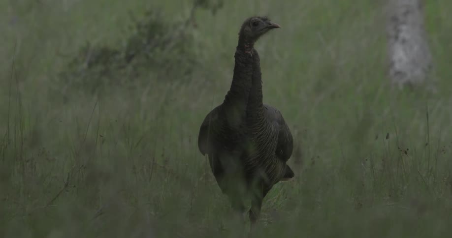 A brown bird walking through a field