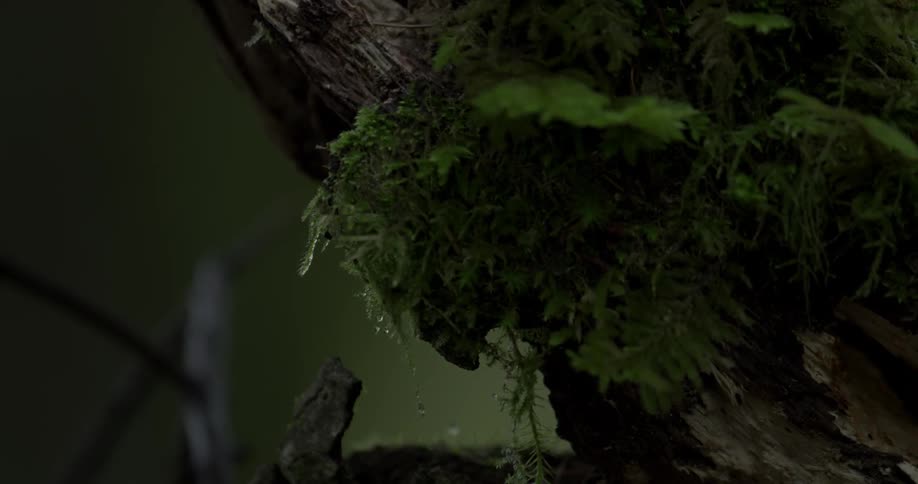 A moss covered tree is filmed at night