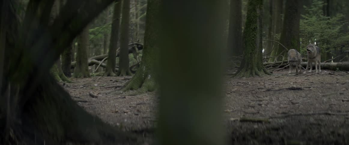 A wolf is sniffing the ground in a forest during the day