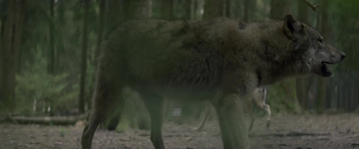 A wolf is chewing on something in the forest