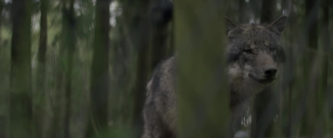 A wolf in the woods