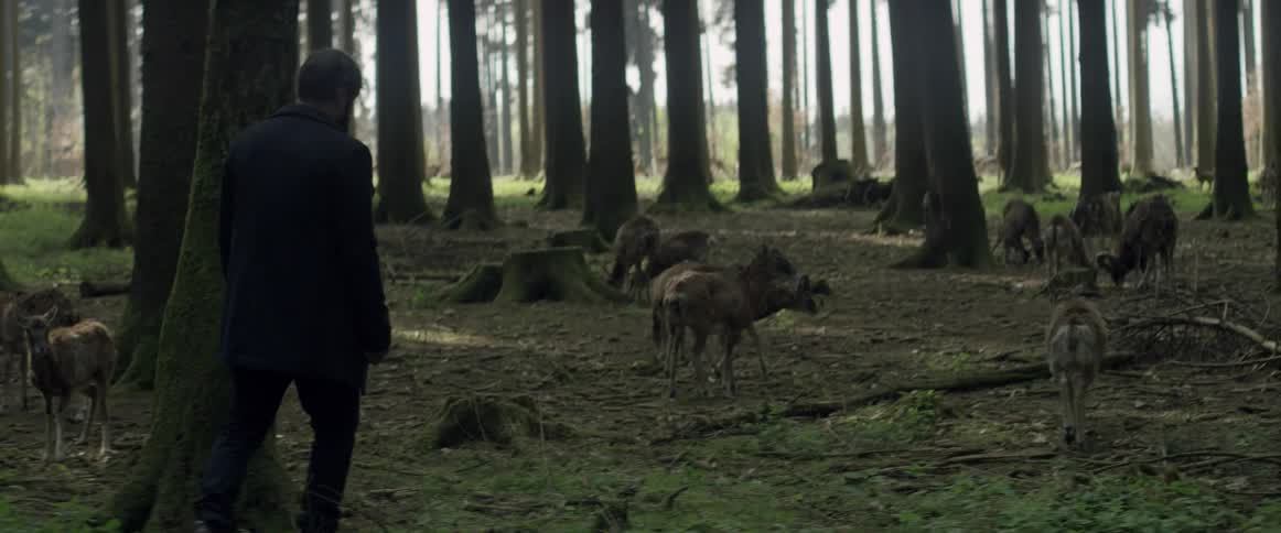 A man is walking slowly towards deer in the woods
