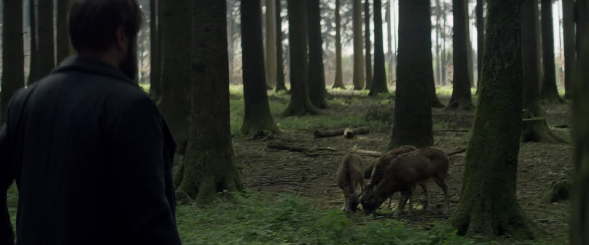 Person standing in a forest watching animals eating together