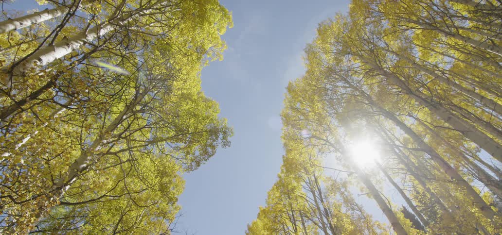 The tall trees have yellow leaves on a windy day