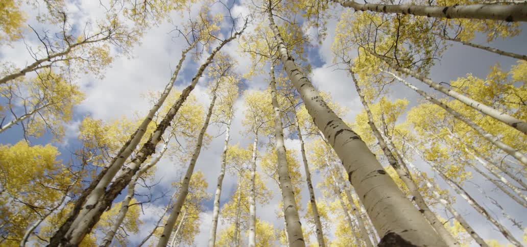 Clouds are hanging above a stand of birch trees during the day