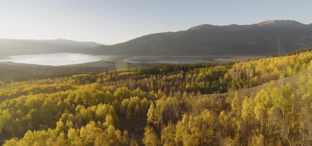 A forest of trees with a lake in the distance