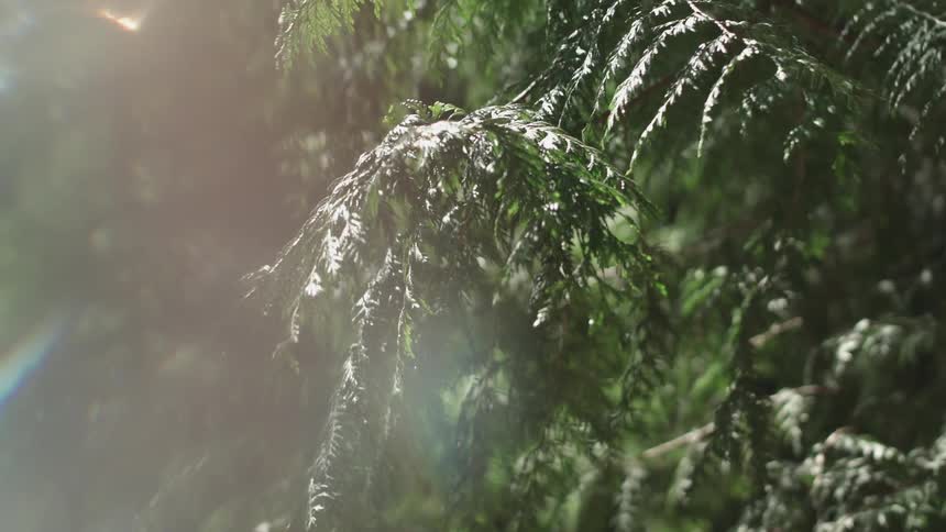 A close up view of some foliage as the sun shines on the leaves