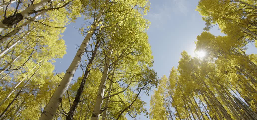 Trees reaching high into the sky on a sunny day