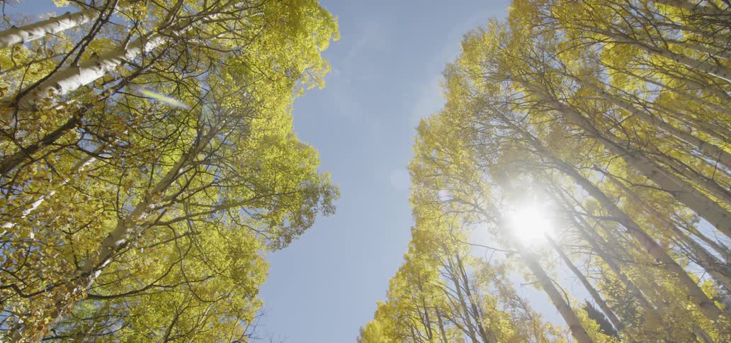 The sun is shining over the very tall trees
