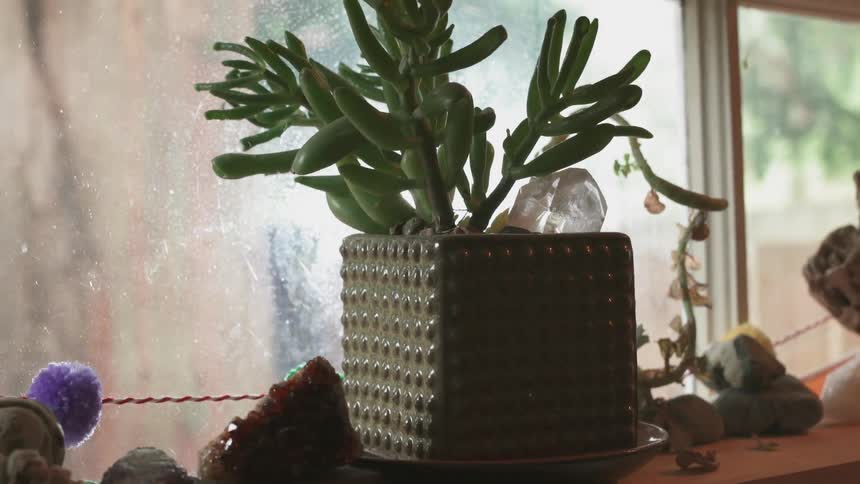 There is a plant on the windowsill