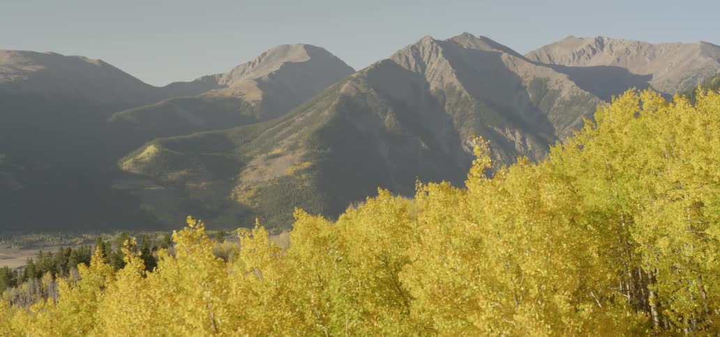 A stand of birch trees is growing on a hillside in a mountain setting