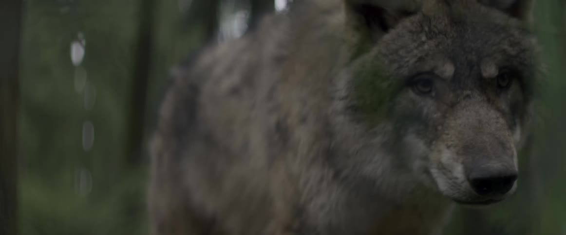 A wolf is standing by the forest