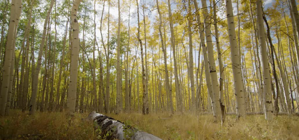 Skinny yellow leaved trees have tall grass growing around them