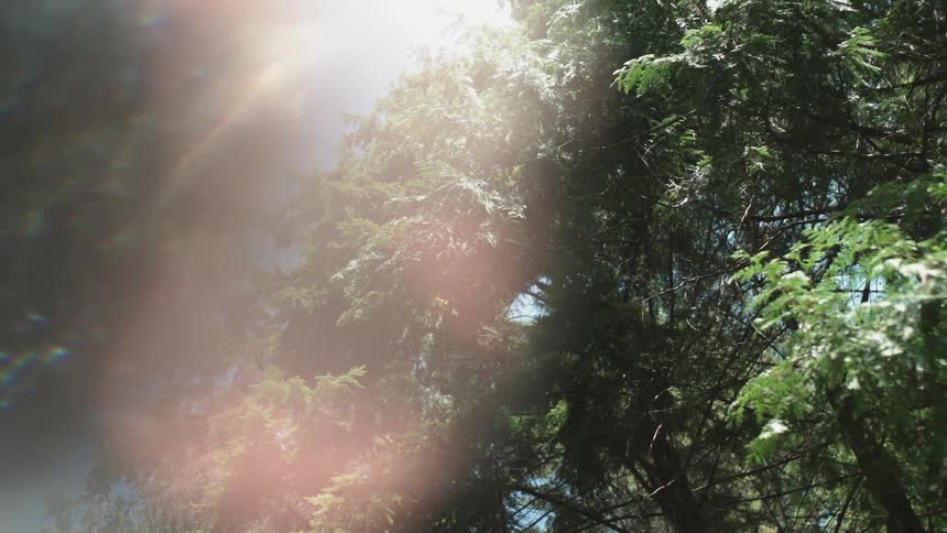 The wind blows the branches on the tall trees