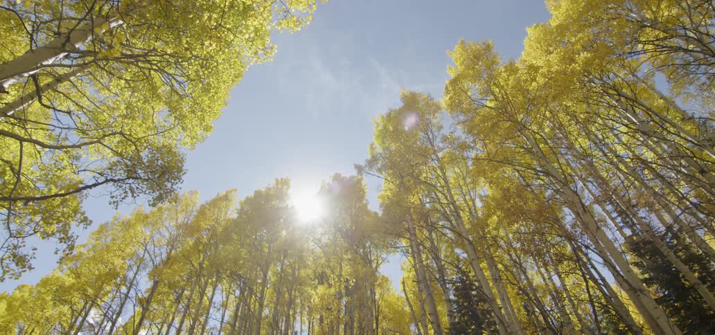 The wind blows the leaves on the tall trees