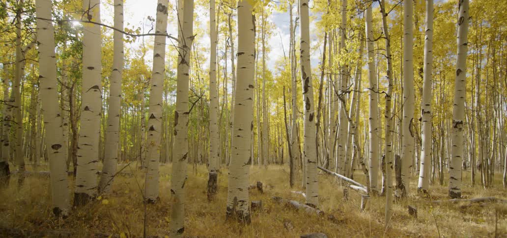 A view of some trees in a woods on a sunny day