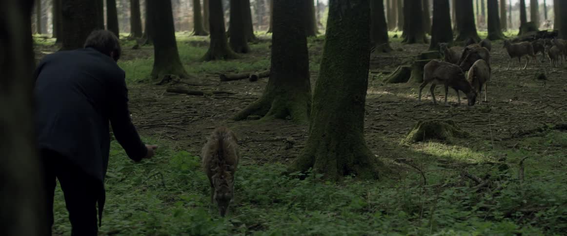 A deer approaches a human in the woods