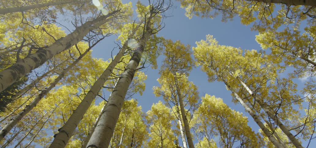 Aspen trees in a forest on a sunny day