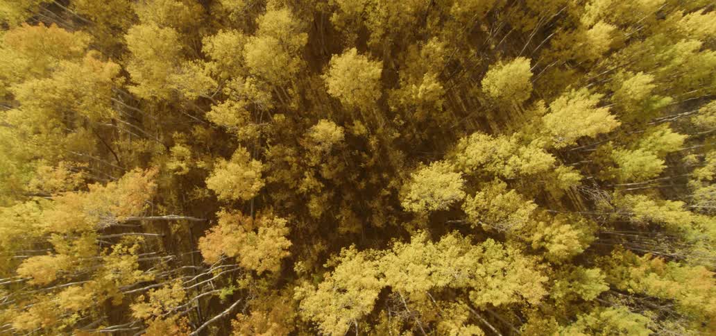 Trees are covered with fall leaves in a forest
