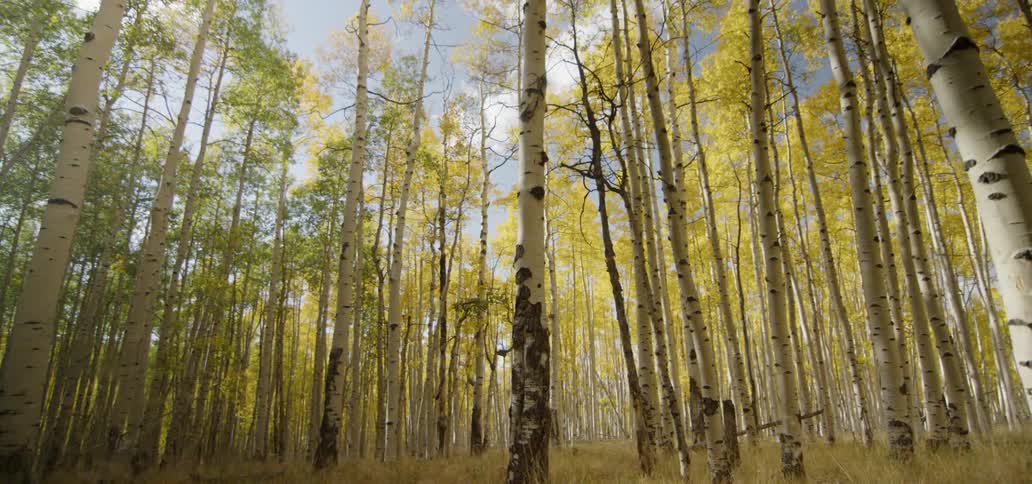 A forest of skinny trees with yellow leaves