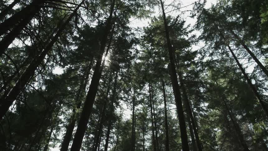 The sun is peeking in through the tall trees