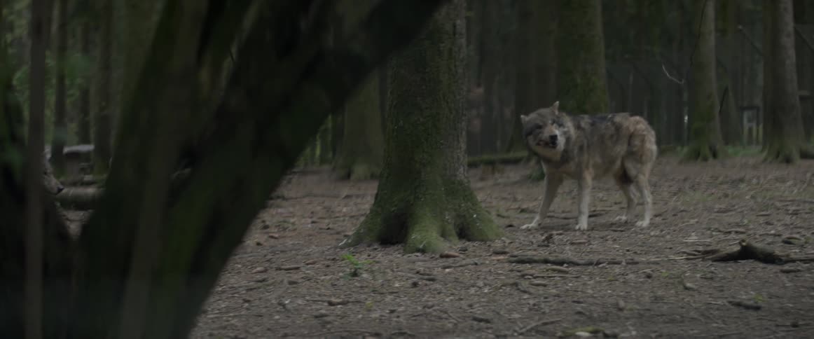 A wolf is eating a scrap of meat in a forest during the day