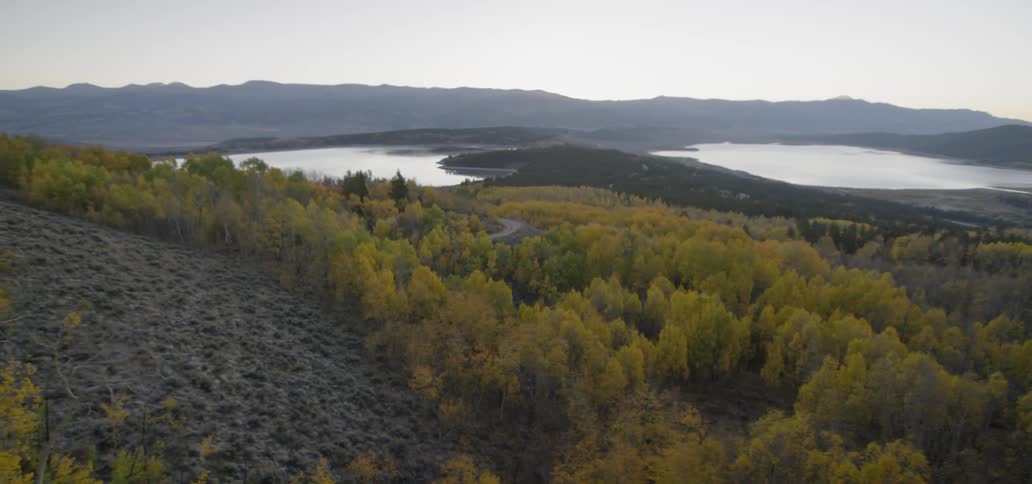 A large forest near a lake