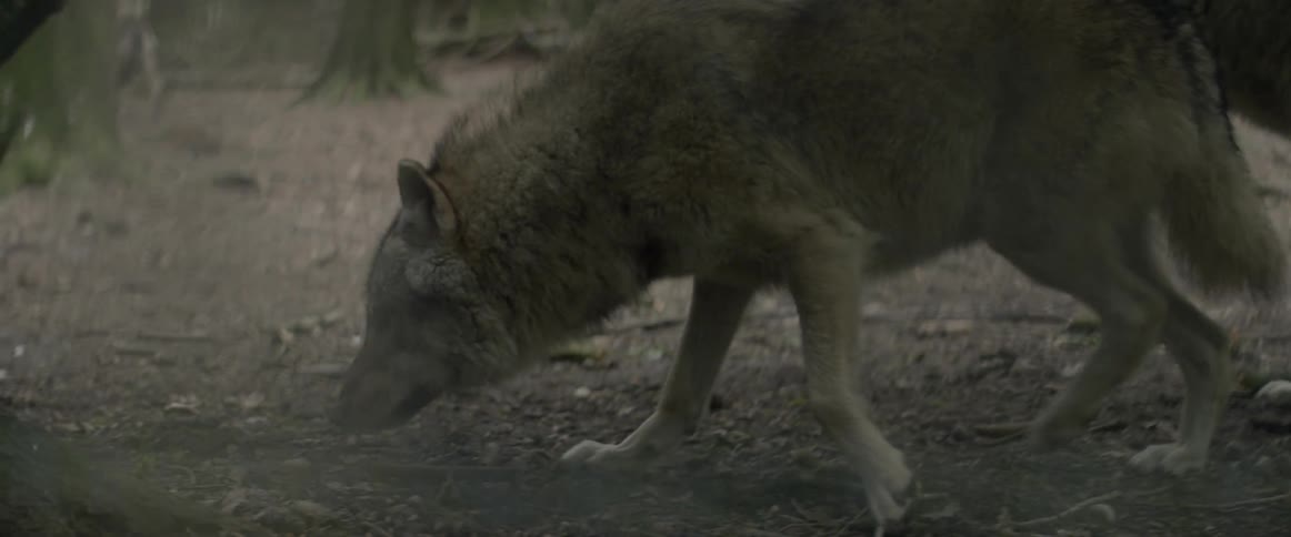 Wolf walking and sniffing the ground in a wooded area