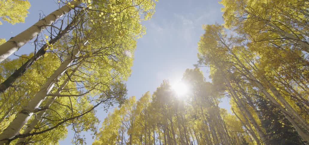 A view of some trees and the sky from the ground up