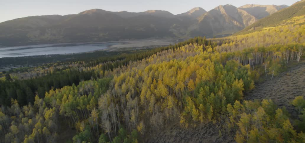 The leaves of the trees in a mountain forest are yellow and green