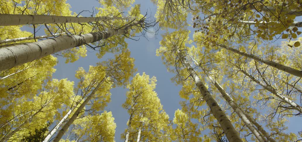 Trees reaching high into the sky on a darkish day